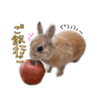 うさぎのてとまる。2（個別スタンプ：3）