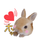 うさぎのてとまる。2（個別スタンプ：4）