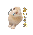 うさぎのてとまる。2（個別スタンプ：5）