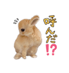 うさぎのてとまる。2（個別スタンプ：6）