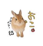 うさぎのてとまる。2（個別スタンプ：10）
