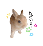 うさぎのてとまる。2（個別スタンプ：11）
