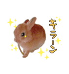 うさぎのてとまる。2（個別スタンプ：12）