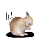 うさぎのてとまる。2（個別スタンプ：13）