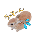 うさぎのてとまる。2（個別スタンプ：14）