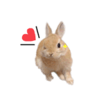 うさぎのてとまる。2（個別スタンプ：16）