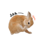 うさぎのてとまる。2（個別スタンプ：17）