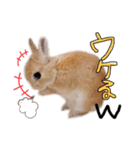 うさぎのてとまる。2（個別スタンプ：18）