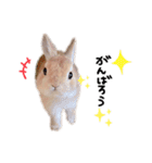 うさぎのてとまる。2（個別スタンプ：23）