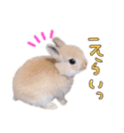 うさぎのてとまる。2（個別スタンプ：25）