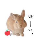 うさぎのてとまる。2（個別スタンプ：26）