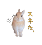 うさぎのてとまる。2（個別スタンプ：27）