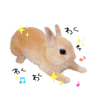 うさぎのてとまる。2（個別スタンプ：32）