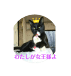 ニャンコギャング（個別スタンプ：1）