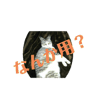 ニャンコギャング（個別スタンプ：2）
