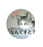 ニャンコギャング（個別スタンプ：5）