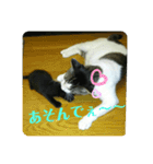 ニャンコギャング（個別スタンプ：6）