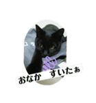 ニャンコギャング（個別スタンプ：8）