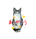ニャンコギャング（個別スタンプ：9）