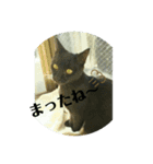 ニャンコギャング（個別スタンプ：12）