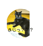 ニャンコギャング（個別スタンプ：15）