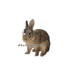 うさぎのゾーイ（個別スタンプ：1）