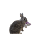 うさぎのゾーイ（個別スタンプ：2）