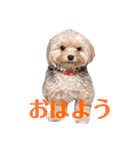 Jina ＆ Meteor 4 ver.2（個別スタンプ：2）