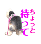 Jina ＆ Meteor 4 ver.2（個別スタンプ：17）