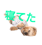 Jina ＆ Meteor 4 ver.2（個別スタンプ：21）