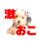 Jina ＆ Meteor 4 ver.2（個別スタンプ：22）