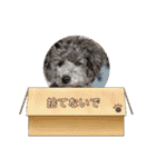 トイプーめいちゃんの日常（個別スタンプ：2）