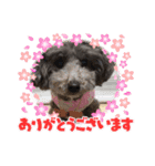 トイプーめいちゃんの日常（個別スタンプ：4）