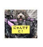 トイプーめいちゃんの日常（個別スタンプ：5）