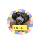 トイプーめいちゃんの日常（個別スタンプ：6）
