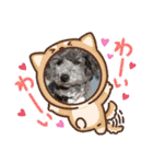 トイプーめいちゃんの日常（個別スタンプ：8）