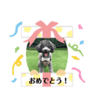 トイプーめいちゃんの日常（個別スタンプ：9）