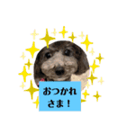 トイプーめいちゃんの日常（個別スタンプ：12）