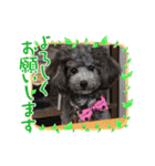 トイプーめいちゃんの日常（個別スタンプ：14）