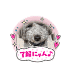 トイプーめいちゃんの日常（個別スタンプ：15）