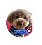 COCOたんの毎日（個別スタンプ：1）