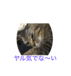 くぅねこスタンプ（個別スタンプ：1）