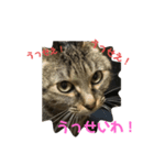 くぅねこスタンプ（個別スタンプ：2）