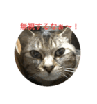 くぅねこスタンプ（個別スタンプ：3）