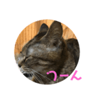 くぅねこスタンプ（個別スタンプ：5）