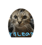 くぅねこスタンプ（個別スタンプ：6）
