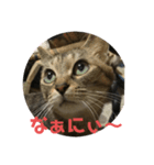 くぅねこスタンプ（個別スタンプ：7）