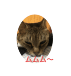 くぅねこスタンプ（個別スタンプ：8）