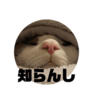 ネコのニコの広島弁(昭和風味)（個別スタンプ：11）