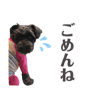 黒シュナのむむちゃん（個別スタンプ：6）